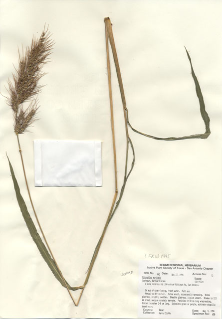 Echinochloa muricata (American barnyard grass) #29925