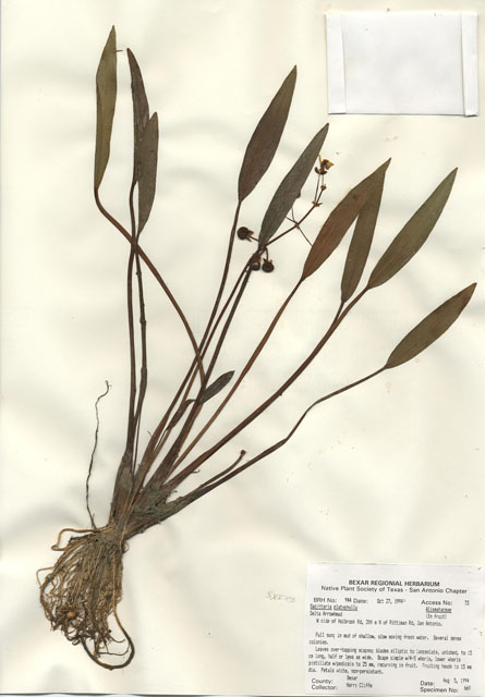 Sagittaria platyphylla (Delta arrowhead) #29927