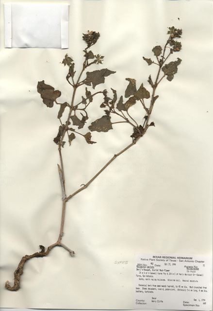 Nyctaginia capitata (Devil's bouquet) #29935
