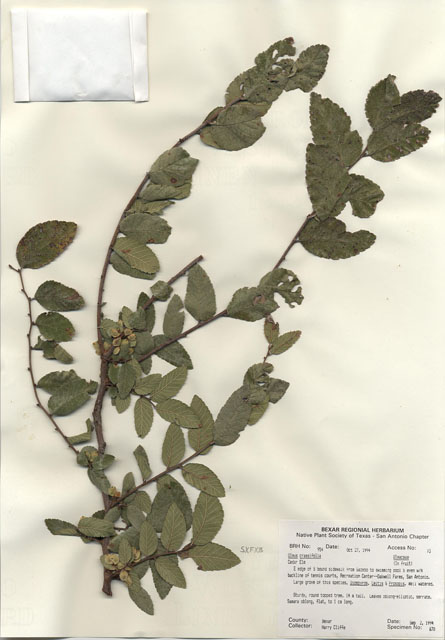 Ulmus crassifolia (Cedar elm) #29937