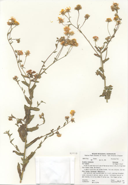 Grindelia lanceolata (Narrowleaf gumweed) #29940