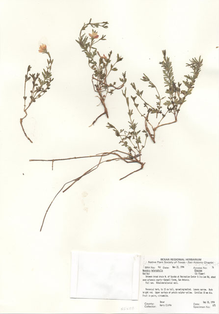 Menodora heterophylla (Low menodora) #29944