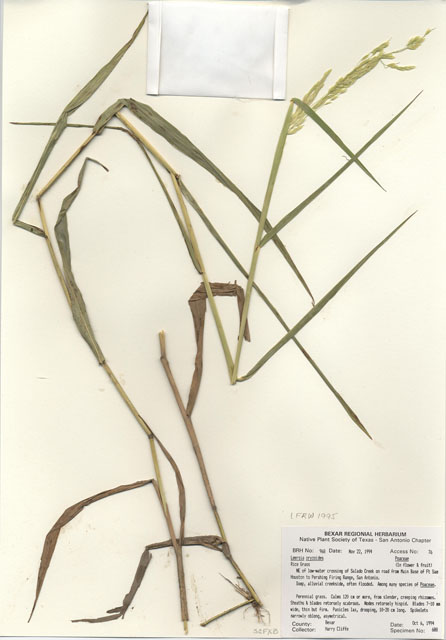 Leersia oryzoides (Rice cutgrass) #29951
