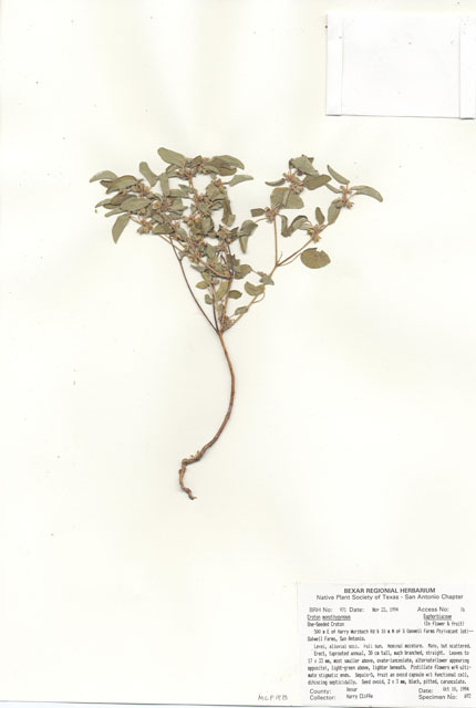 Croton monanthogynus (Prairie tea) #29954