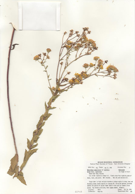 Heterotheca subaxillaris (Camphorweed) #29959