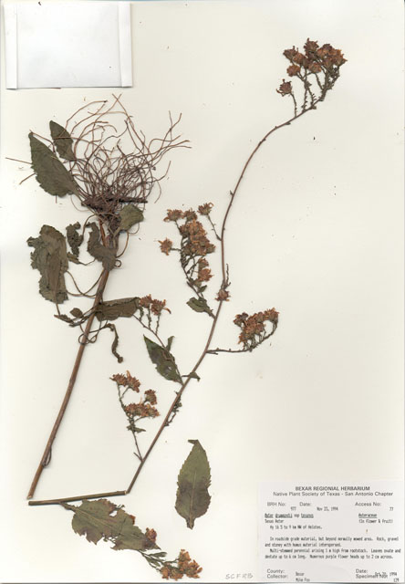 Symphyotrichum drummondii var. texanum (Drummond's aster) #29960