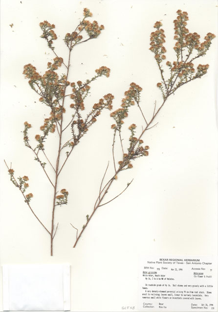 Symphyotrichum ericoides var. ericoides (White heath aster) #29961