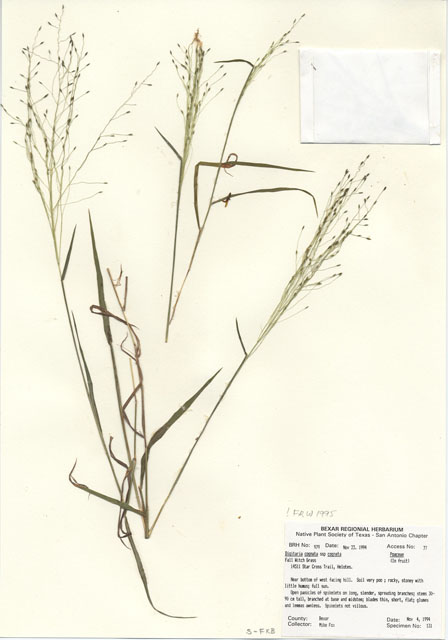 Digitaria cognata (Carolina crabgrass) #29962