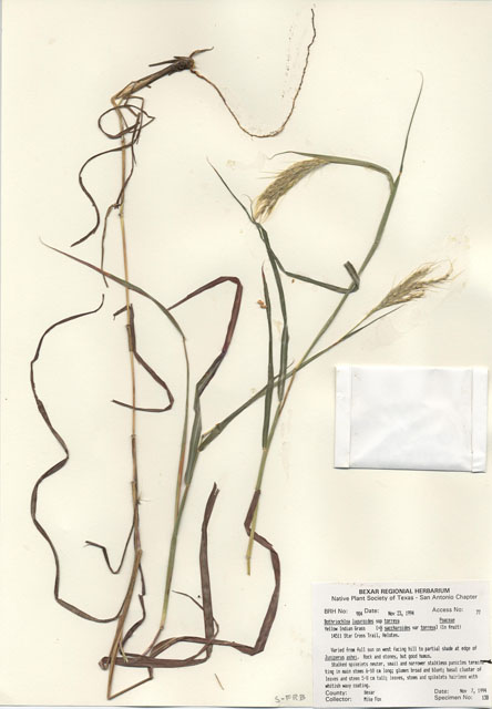 Bothriochloa laguroides ssp. torreyana (Silver beard grass) #29967