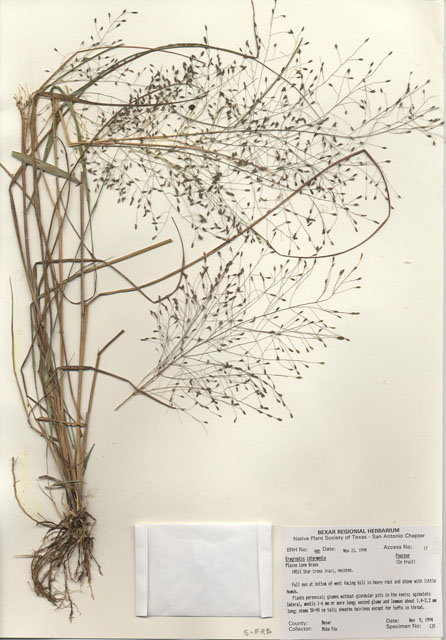 Eragrostis intermedia (Plains lovegrass) #29968