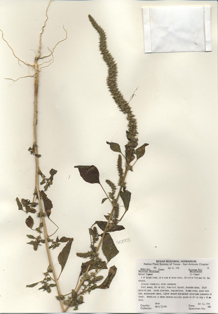 Amaranthus retroflexus (Redroot amaranth) #29975