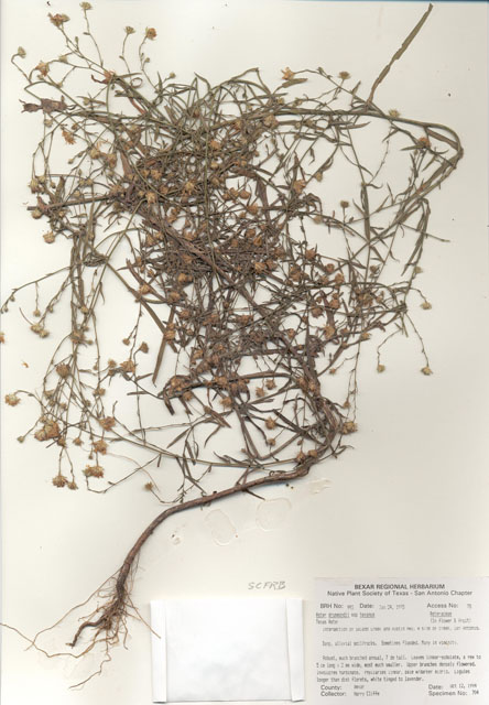 Symphyotrichum drummondii var. texanum (Drummond's aster) #29976