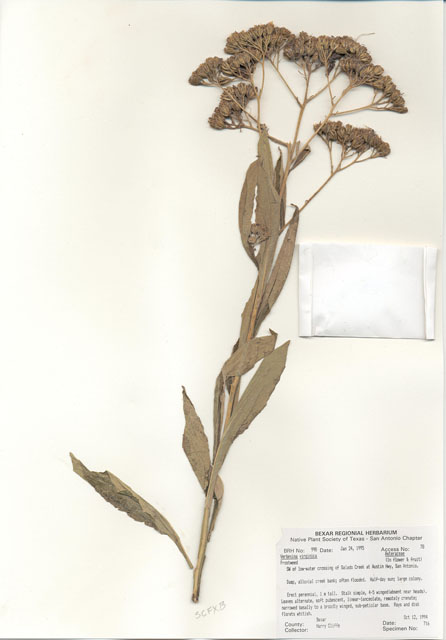 Verbesina virginica (Frostweed) #29981