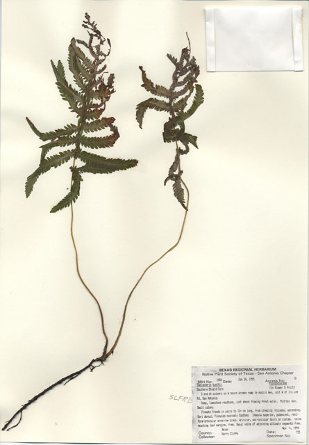 Thelypteris kunthii (Wood fern) #29987