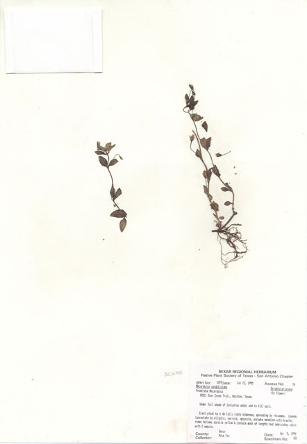 Mecardonia procumbens (Baby jump-up) #29990