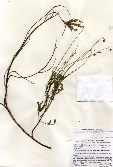 Oenothera filiformis (Longflower beeblossom) #29992