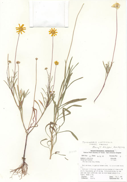 Tetraneuris linearifolia var. linearifolia (Fineleaf fournerved daisy) #29993