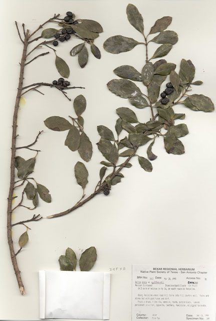 Garrya ovata ssp. goldmanii (Goldman's silktassel) #29996