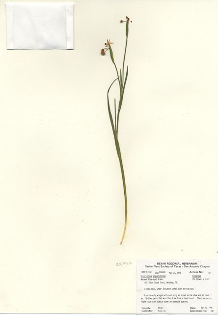 Sisyrinchium angustifolium (Narrowleaf blue-eyed grass) #30005