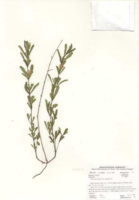 Dyschoriste linearis (Snake herb) #30011