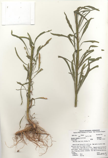Baccharis neglecta (False willow) #30013