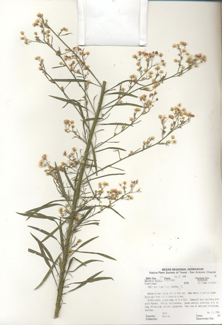 Baccharis neglecta (False willow) #30014