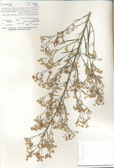 Baccharis neglecta (False willow) #30015