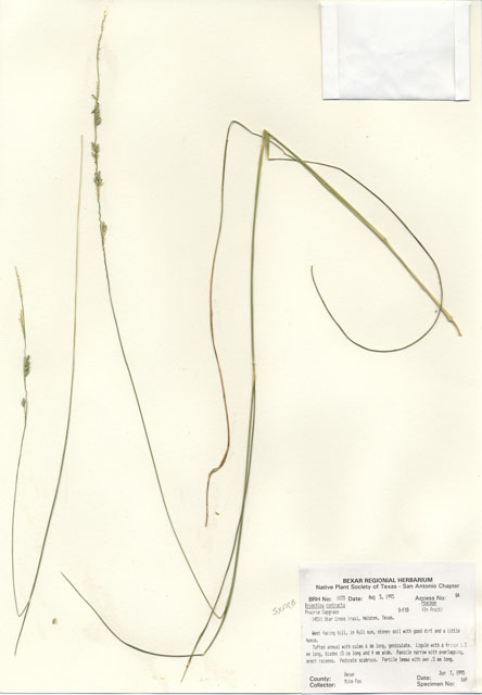 Eriochloa contracta (Prairie cupgrass) #30020