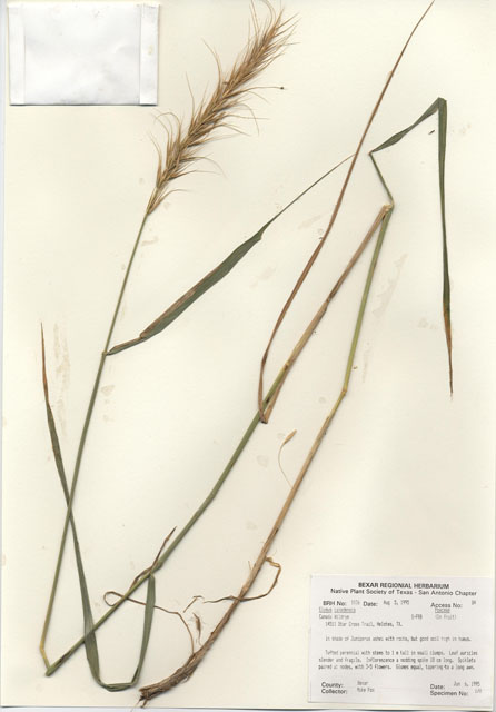 Elymus canadensis (Canada wild rye) #30021