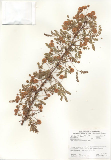 Senegalia roemeriana (Roemer acacia) #30033