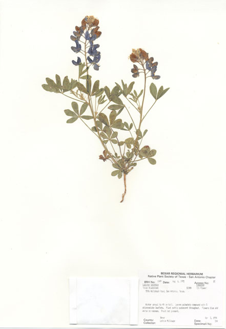 Lupinus texensis (Texas bluebonnet) #30034
