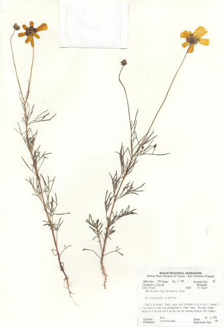 Thelesperma filifolium (Stiff greenthread) #30035