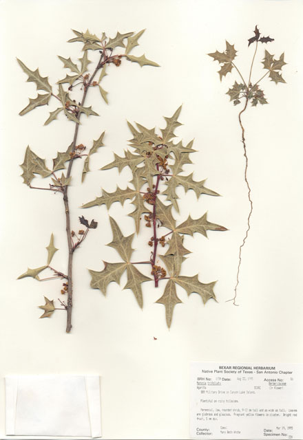 Mahonia trifoliolata (Agarita) #30038
