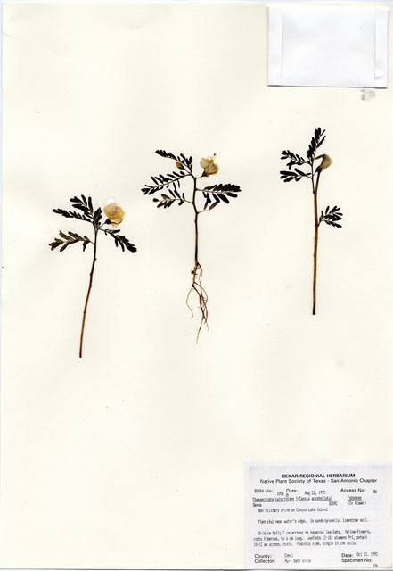 Chamaecrista calycioides (Woodland sensitive pea) #30041