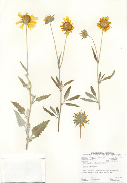 Verbesina encelioides (Cowpen daisy) #30042