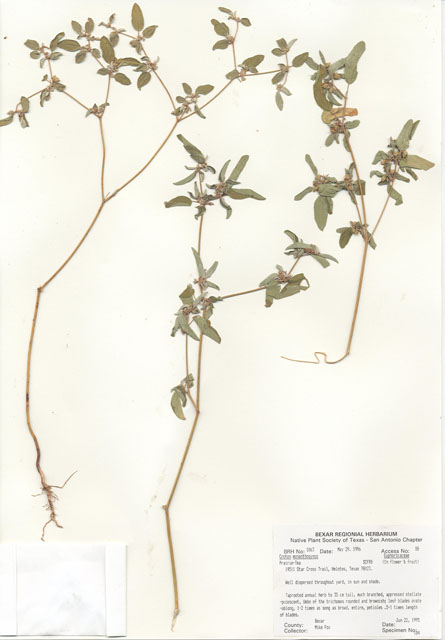 Croton monanthogynus (Prairie tea) #30048
