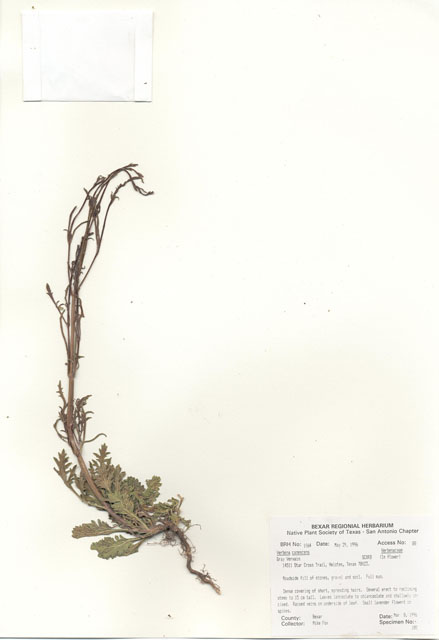 Verbena canescens (Gray vervain) #30049