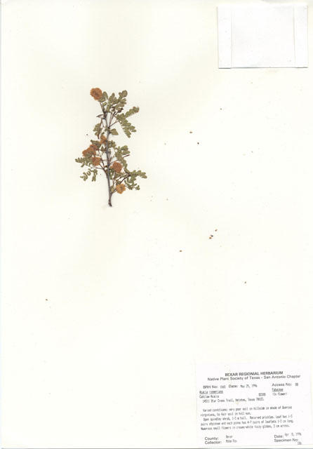 Senegalia roemeriana (Roemer acacia) #30050
