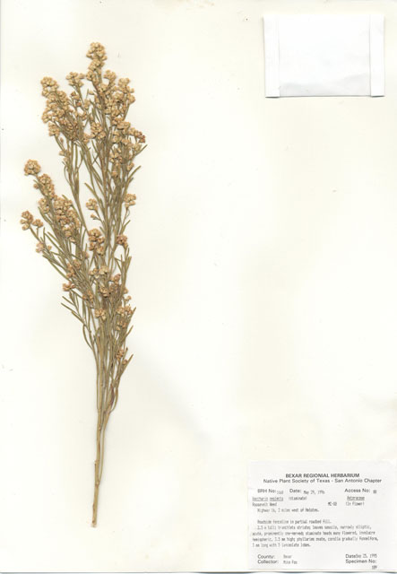Baccharis neglecta (False willow) #30053