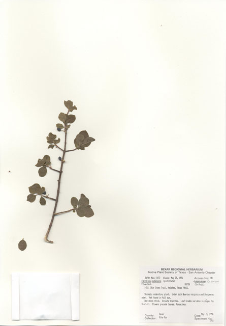 Forestiera pubescens (Elbow bush) #30057
