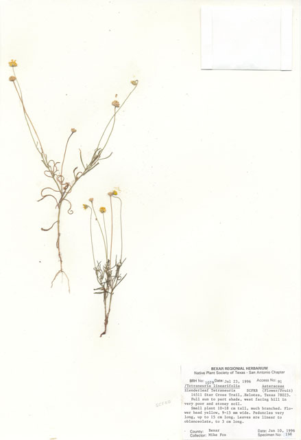 Tetraneuris linearifolia (Fineleaf fournerved daisy) #30065