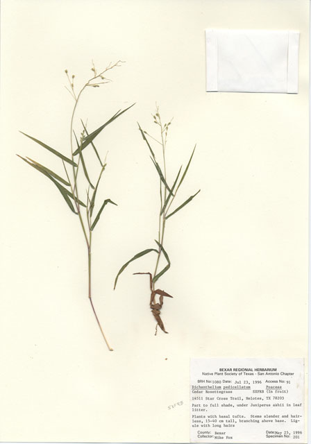 Dichanthelium pedicellatum (Cedar rosette grass) #30066