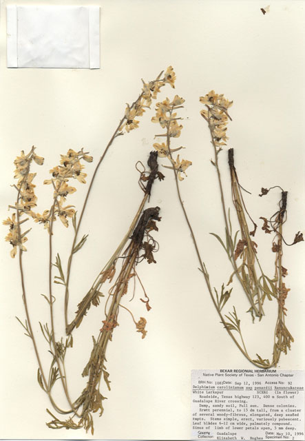 Delphinium carolinianum ssp. virescens (Carolina larkspur) #30067