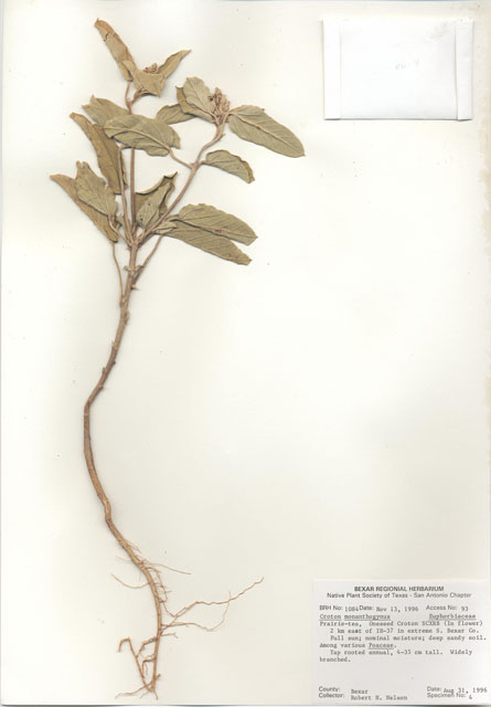 Croton monanthogynus (Prairie tea) #30070