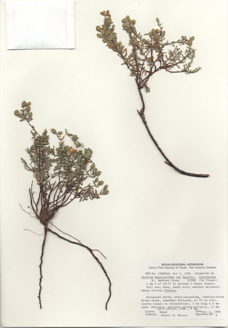 Hypericum hypericoides ssp. hypericoides (St. andrew's-cross) #30072