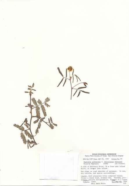 Neptunia pubescens var. microcarpa (Tropical puff) #30073