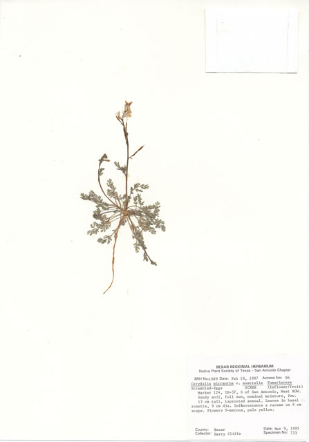 Corydalis micrantha ssp. australis (Smallflower fumewort) #30075