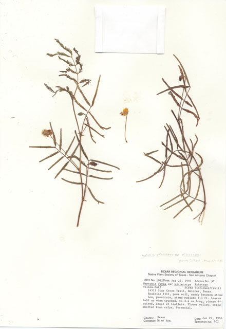 Neptunia pubescens var. microcarpa (Tropical puff) #30078