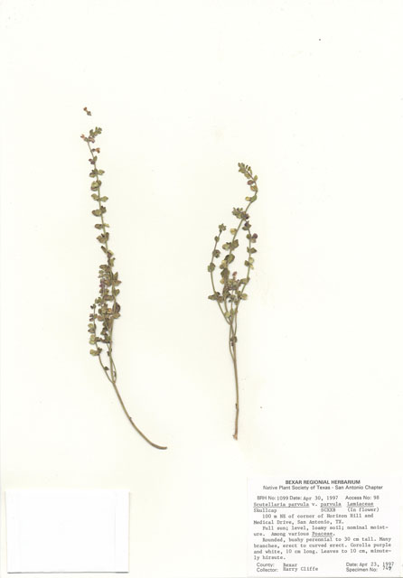 Scutellaria parvula var. parvula (Small skullcap) #28980