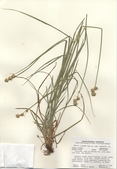 Carex crinita (Fringed sedge) #28983